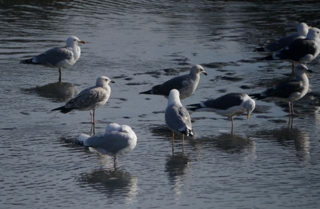 Una vuelta por Navia del grupo SEO Asturias