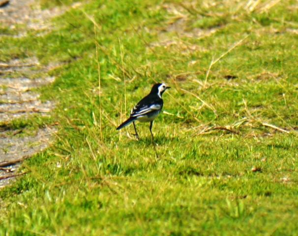 Una vuelta por Navia del grupo SEO Asturias