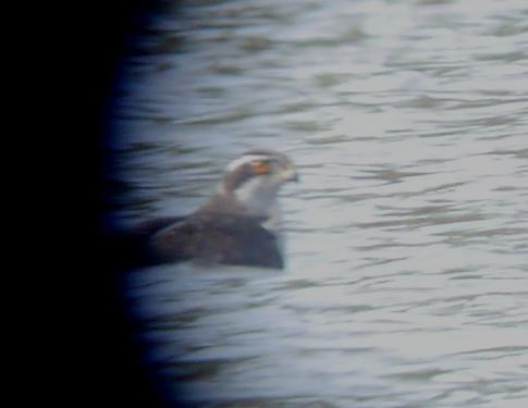 Una vuelta por Navia del grupo SEO Asturias