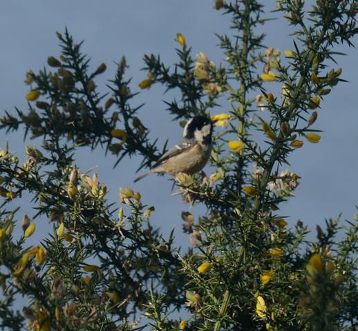 Una vuelta por Navia del grupo SEO Asturias