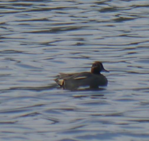 Una vuelta por Navia del grupo SEO Asturias