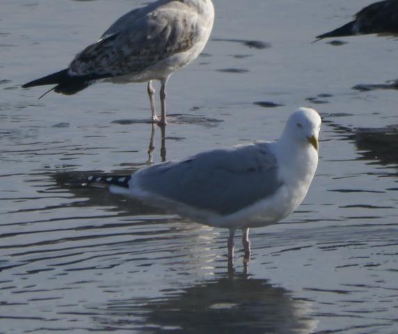 Una vuelta por Navia del grupo SEO Asturias