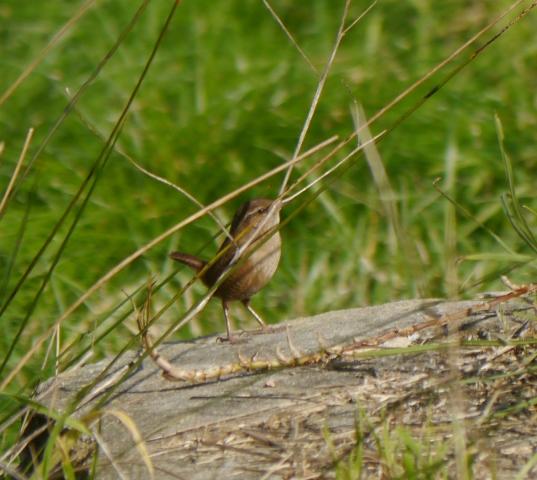 Una vuelta por Navia del grupo SEO Asturias