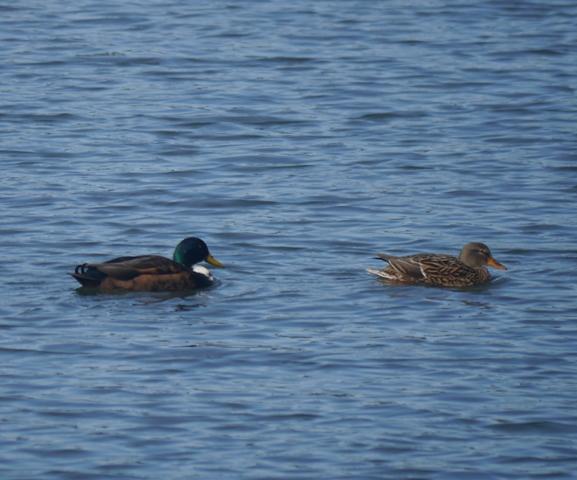 Una vuelta por Navia del grupo SEO Asturias