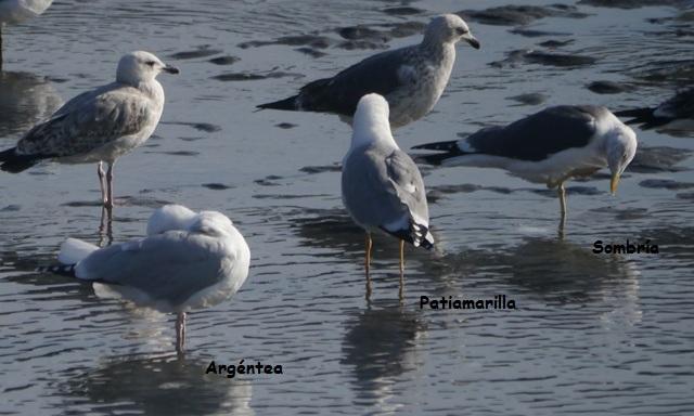 Una vuelta por Navia del grupo SEO Asturias