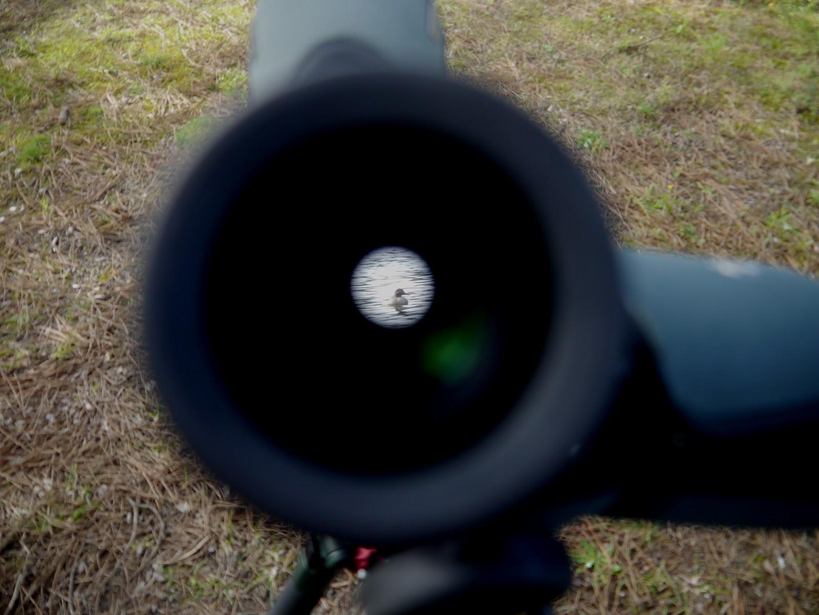 Una vuelta por Navia del grupo SEO Asturias