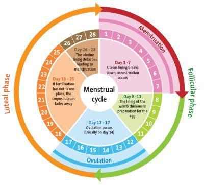 Los síntomas respiratorios varían en el ciclo menstrual
