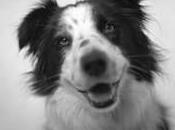 hechos clave cuando quieras evaluar proteína alimento perro