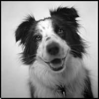 Dos hechos clave cuando quieras evaluar la proteína del alimento de tu perro Cara perro_feliz