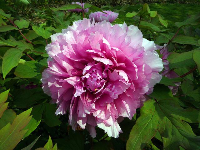 Curso de Tarta de Peonía con Loleta Linares en la Tienda Americana