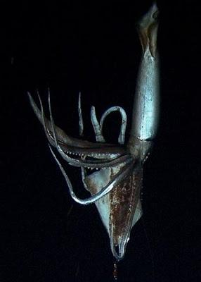 Architeuthis, de la ficción a la realidad