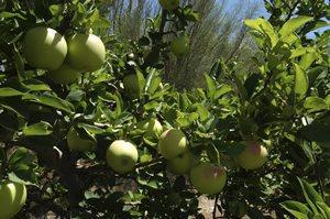 LLEIDA: PUNTO DE ENCUENTRO PARA LA INVESTIGACIÓN DE LA PRODUCCIÓN DE FRUTA