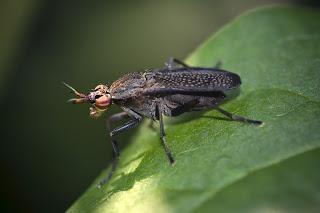 Para ampliar Coremacera marginata (Fabricius, 1775) hacer clic