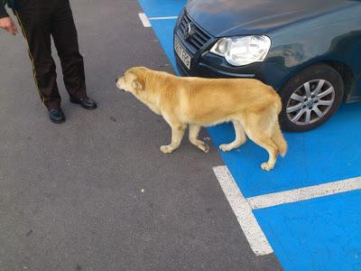 Perro abandonado en un poligono de Sevilla. ACOGIDA O ADOPCIÓN POR FAVOR....