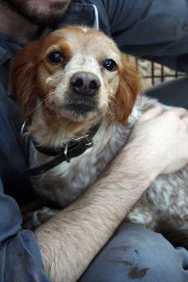 REQUETEDULCE KIRA, POR FAVOR, UN HOGAR PARA ESTA PRECIOSIDAD‏.