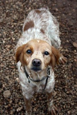 REQUETEDULCE KIRA, POR FAVOR, UN HOGAR PARA ESTA PRECIOSIDAD‏.