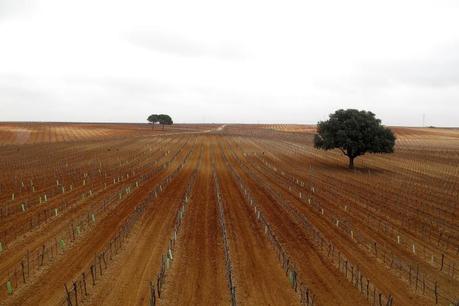Las cosas no son lo que parecen Olmo centenario en Bodega Vitis natura, Casas de Santa Cruz CU