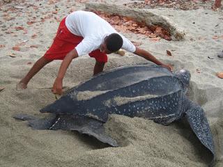 Urge preservar el ciclo de vida de las tortugas marinas durante la temporada de anidación