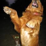 #ifihadglass Si tuvieras un Google Glass, ¿Qué harías ? #ifihadglass Si tuvieras un Google Glass, ¿Qué harías ?