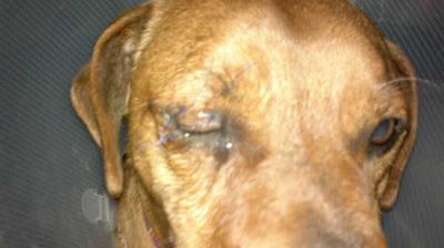 PERRITO QUE SE VA A QUEDAR CIEGO. ROTA (CADIZ)