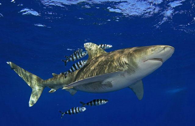 tiburón oceánico de puntas blancas (Carcharhinus longimanus)