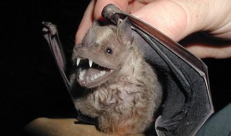 Un estudio en murciélagos ofrece pistas sobre las enfermedades