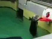 Eddie, nutria marina juega baloncesto.