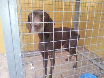 Braca en la perrera, está en pesimas condiciones, URGENTE AYUDA, ACOGIDA O ADOPCIÓN!!