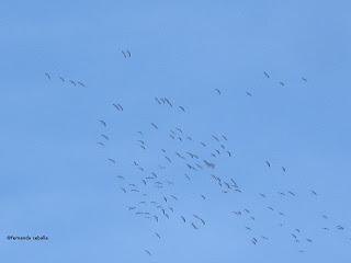 III Festival Grullero (III): 15 de febrero, gran día de migración en la laguna de Gallocanta.