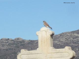 III Festival Grullero (III): 15 de febrero, gran día de migración en la laguna de Gallocanta.