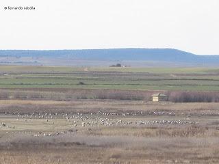 III Festival Grullero (III): 15 de febrero, gran día de migración en la laguna de Gallocanta.