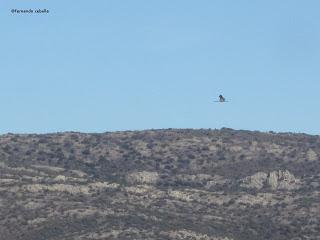 III Festival Grullero (III): 15 de febrero, gran día de migración en la laguna de Gallocanta.