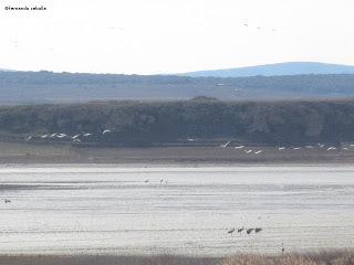 III Festival Grullero (III): 15 de febrero, gran día de migración en la laguna de Gallocanta.