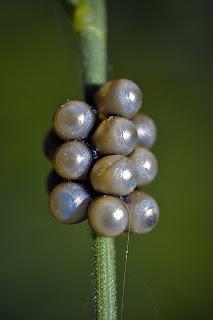 Puesta de hemiptera Para ampliar Puesta de hemiptera hacer clic