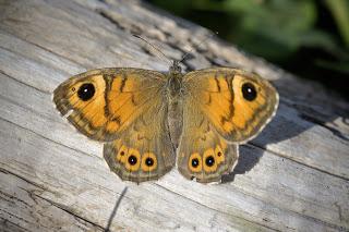 Lasiommata maera (Linnaeus, 1758)