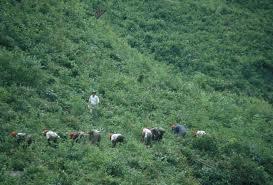 Historias (Parte 11: Comer cualquier planta)