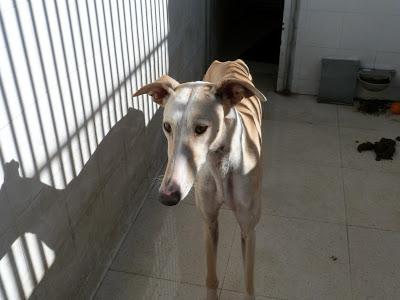 Norma, galga muy jovencita abandonada en la perrera de Badajoz.