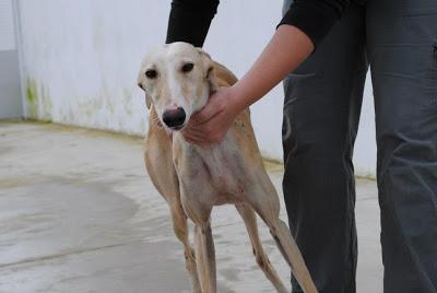 Norma, galga muy jovencita abandonada en la perrera de Badajoz.