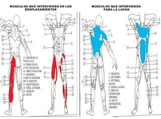Gráfico de los músculos que intervienen en el futbolista