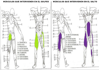 Gráfico de los músculos que intervienen en el futbolista