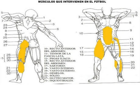 Gráfico de los músculos que intervienen en el futbolista