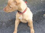 Frodo, precioso podenquito sordo busca quien escuche corazón.