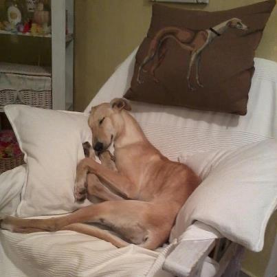 Foto: Bruna, Galguita de 5 meses en adopción, la encontraron moribunda por los campos de Tarifa, (Cádiz) seguramente es abandonada... una mujer que no mira para otro lado la rescato, tiene tres Galgos más y me pide ayuda porque sino no podría rescatar a más...Es una galguita muy simpática y agradecida, se lleva genial con niños, otros perretes y con gatos....Esta muy sana, desparasitada y vacunada....Esta en Tarifa pero si alguien la quiere adoptar en Madrid u otras provincias se organiza viaje, de hecho yo la podría traer..se entregara en adopción con protocolo de seguimiento, contrato y compromiso por escrito de esterilización.... Ayúdanos a buscarle una casita, o protectora que se haga cargo de ella, para así poder ir rescatando más animales, ya que por desgracia por allí hay mucho abandono... Contacto: 609508559 o 663401186 gracias a todos