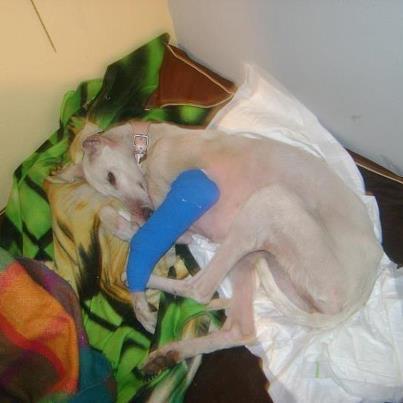 Foto: Tany ha sido operada de su patita esta mañana.  Esta con dolor, pero muy bien cuidada por su casa de acogida q la miman a cada segundo.  Según parece llevaba mucho tiempo con su patita fracturada.    Ahora comienza su nueva vida después de haber pasado un infierno de sufrimiento y dolor. Aún le queda un largo camino para su recuperación, pero hoy ya es una perrita FELIZ.  Tenemos q abonar todos los gastos veterinarios y los que aún quedan hasta q Tany este completamente recuperada.  Por favor si puedes ayudarnos haz tu donativo en:   Nº Cuenta: 2100-4069-88-2100215959 CONCEPTO: Ayuda tto Tany  Paypal: gabriela@axlamadrid.org  GRACIAS