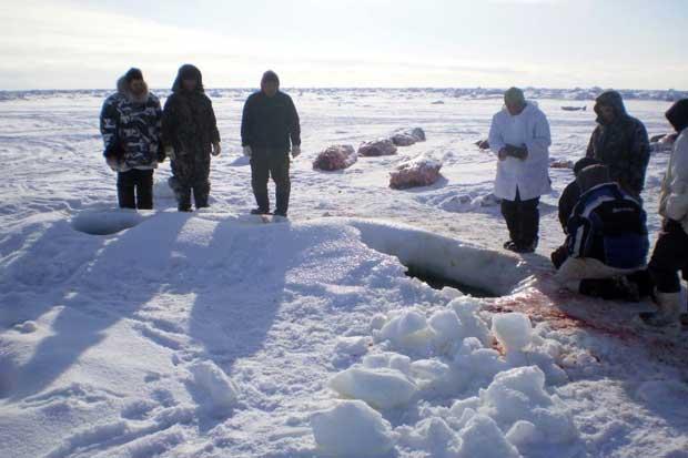 belugas muertas fuera del agujero de hielo, Sanikiluaq, Canadá