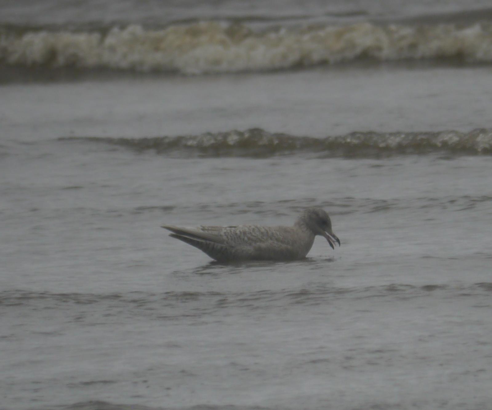 El mes de las gaviotas