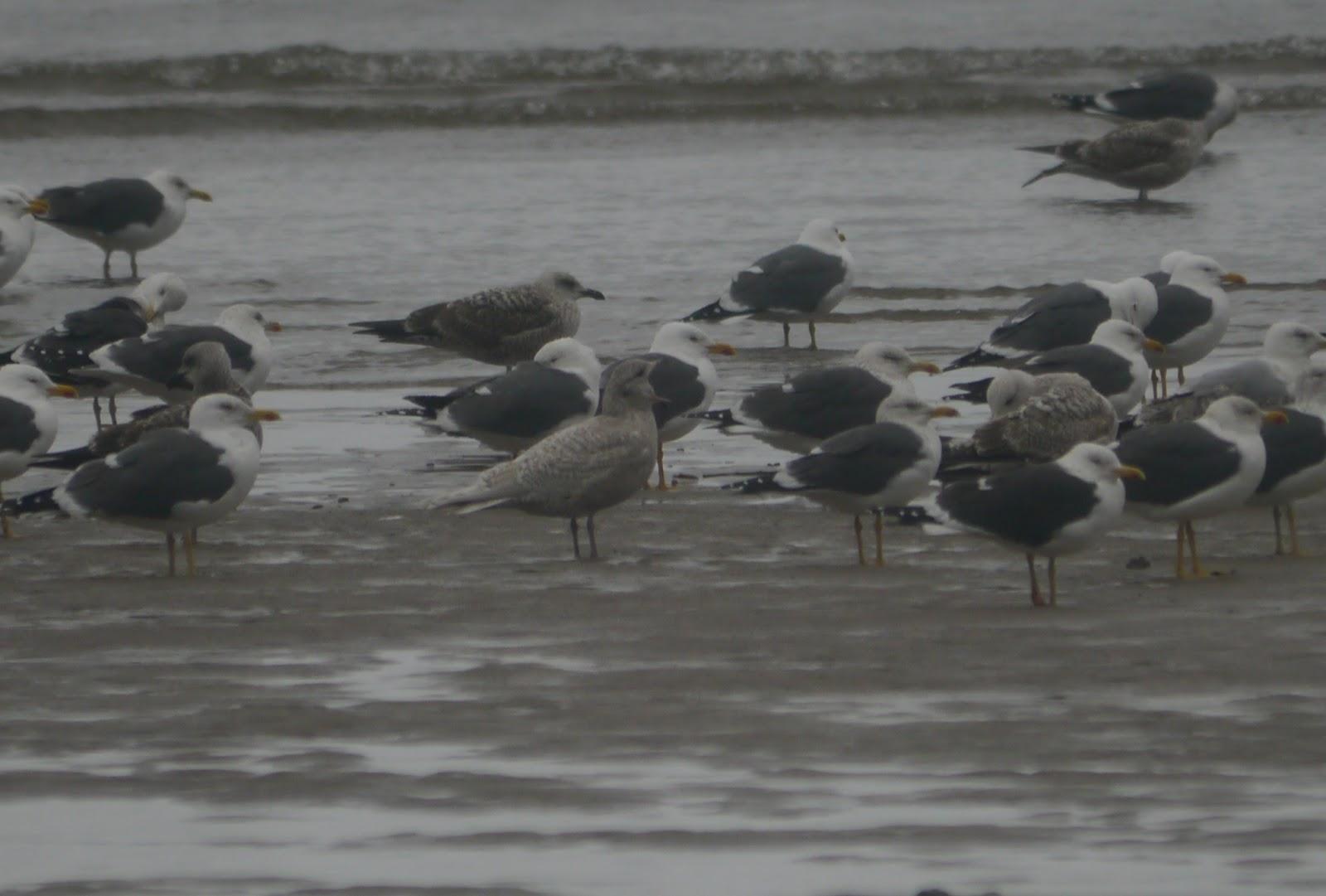 El mes de las gaviotas