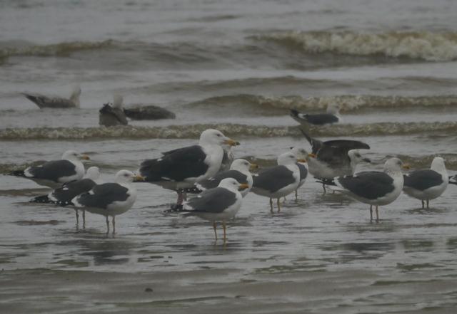 El mes de las gaviotas