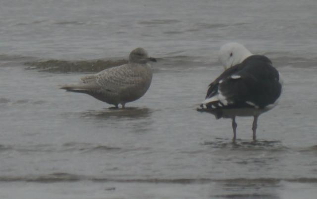 El mes de las gaviotas
