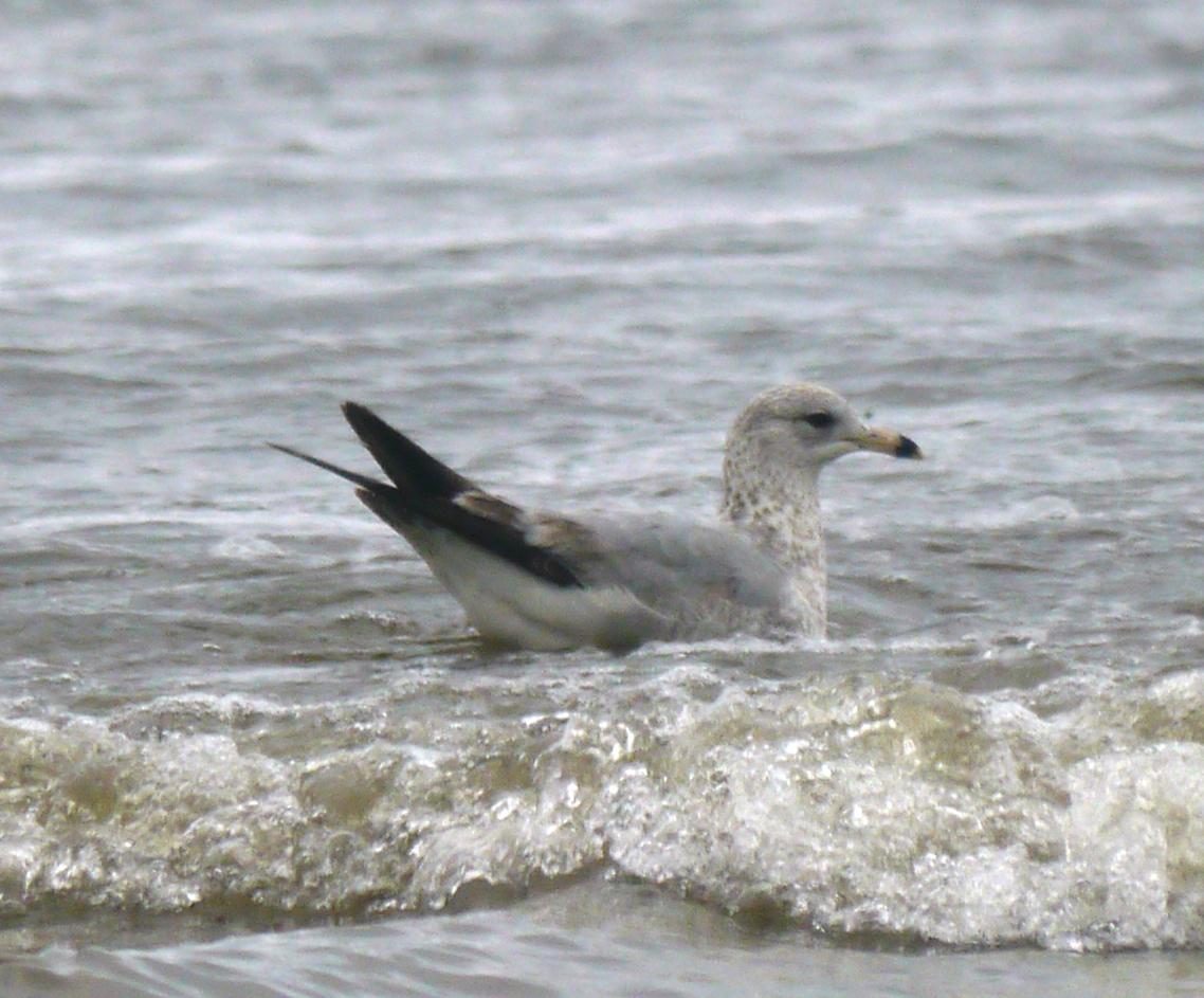 El mes de las gaviotas